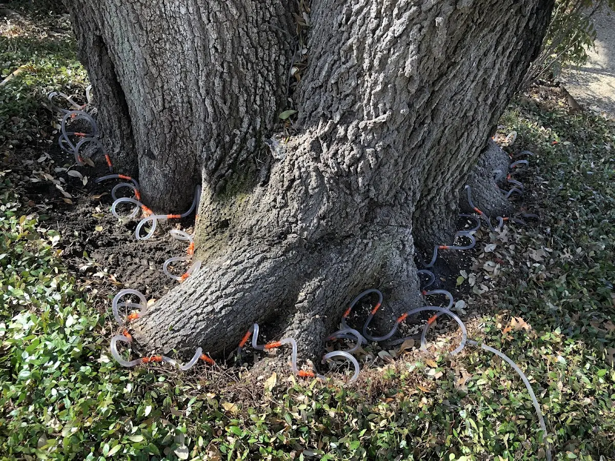 Detailed Shrub and Hedge Trimming job site in Montville