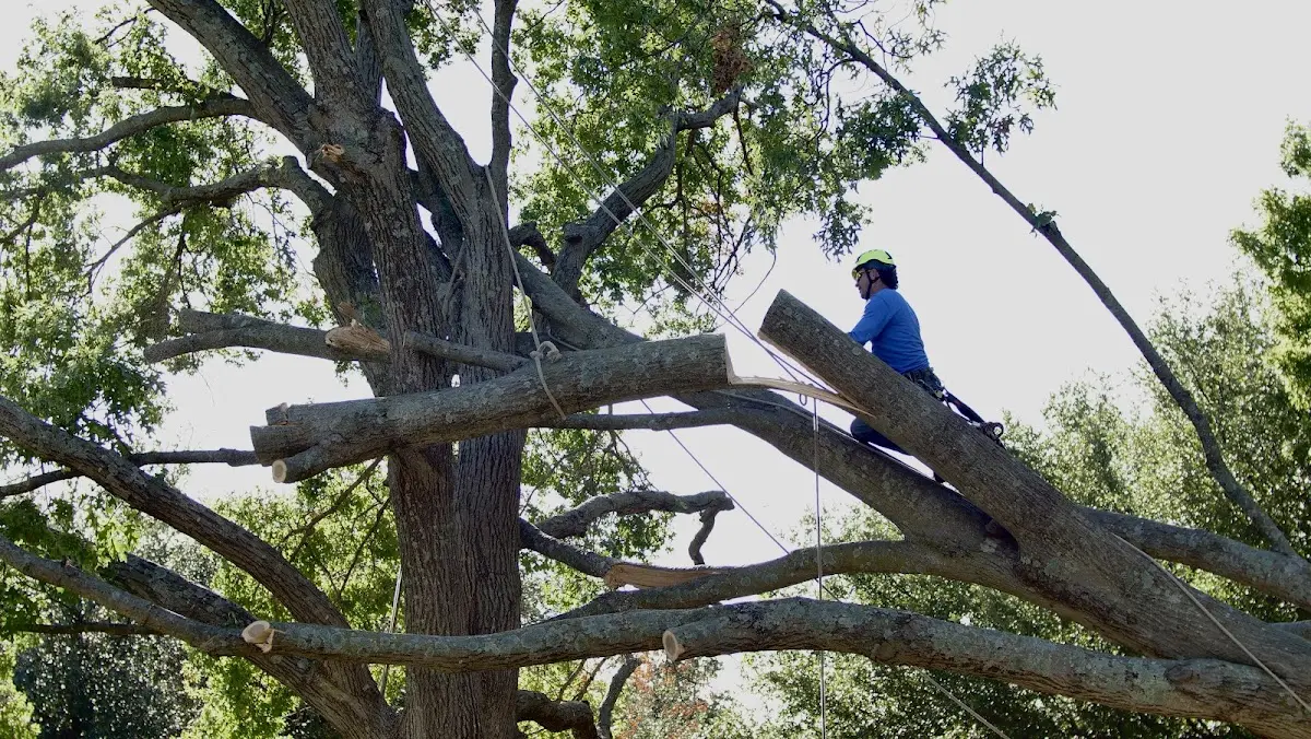 Professional Crown Thinning performed by certified arborists in Montville