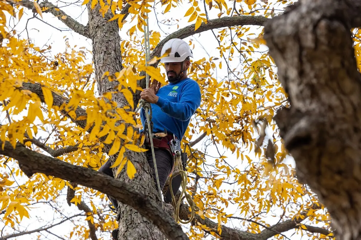 Skilled Tree Planting crew working in Montville